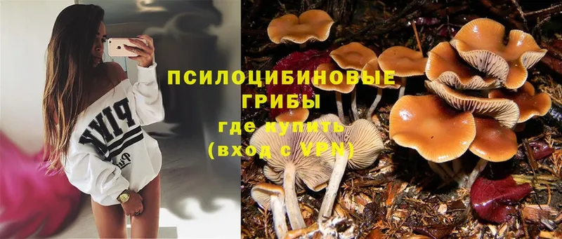 Галлюциногенные грибы Cubensis  Приволжск 